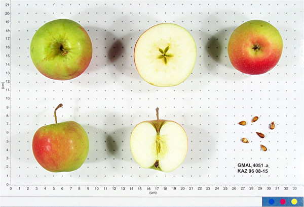 Malus Sieversii, wild crabapple from kazakhstan
